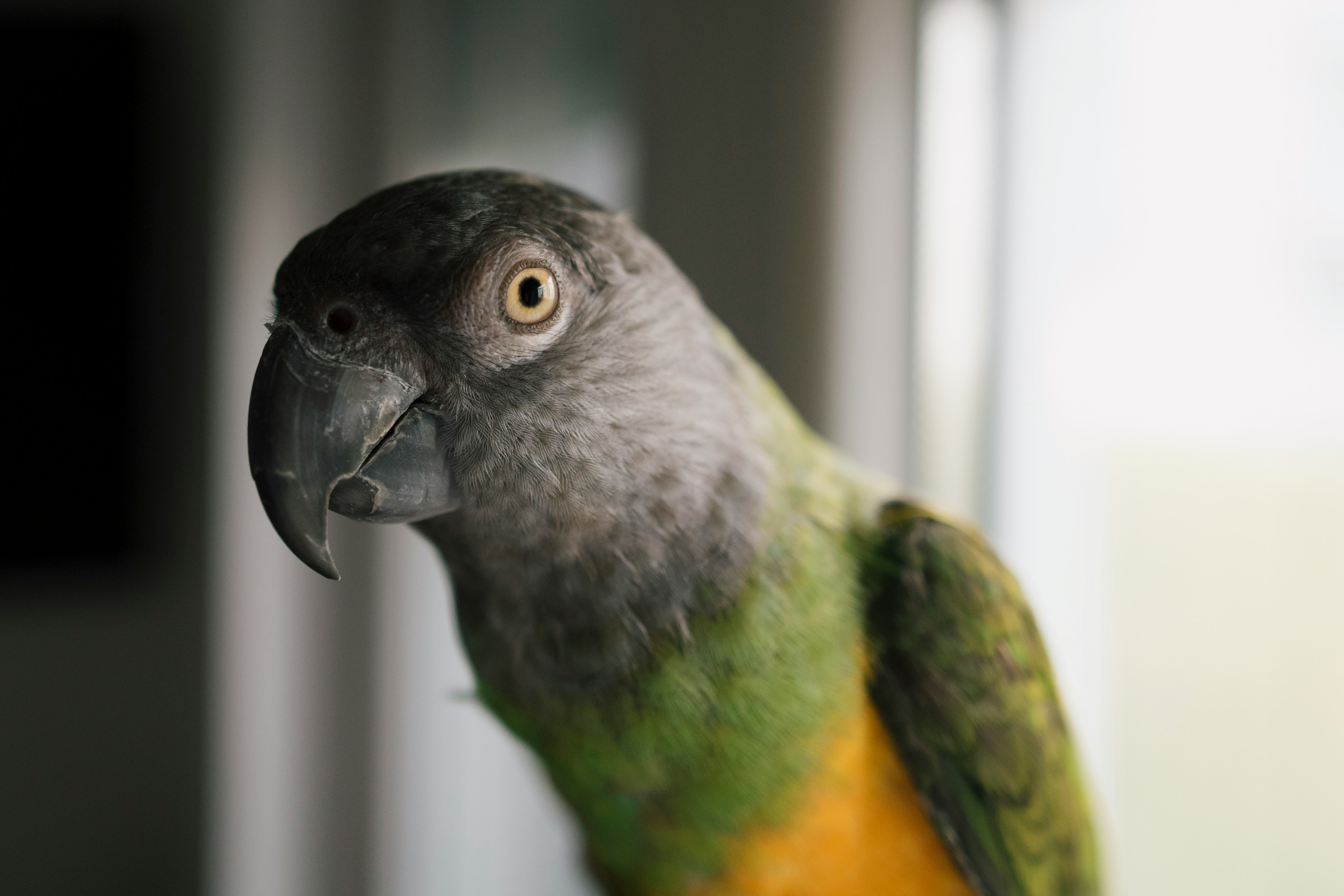 green and gray parrot